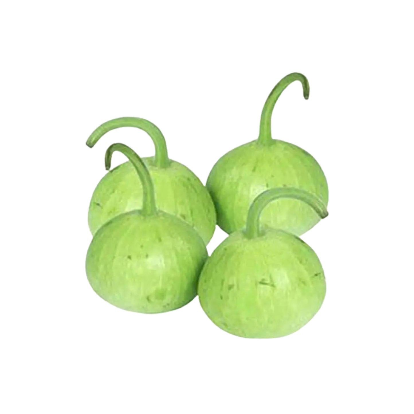 Pakistani Fresh Pumpkin Round