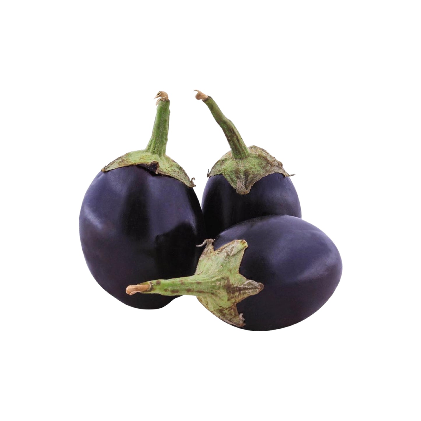 Pakistani Fresh Brinjal Round 